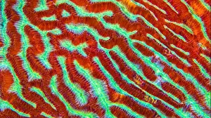 Biosphere Prints: Brain Coral, Stony coral, Reef Building Corals