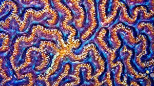 Animal Behaviour Prints: Brain Coral, Stony coral, Reef Building Corals