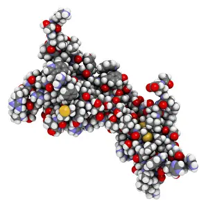 Atoms Prints: Brain-derived neurotrophic factor (BDNF) protein molecule