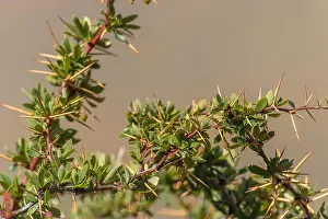Patagonia Prints: A branch of a Calafate tree, Berberis Microphylla, green leaves and small berrie