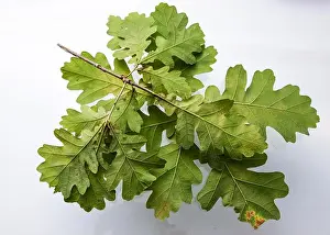 Vein Prints: Branch of oak with young green leaves isolated on white background without shadow