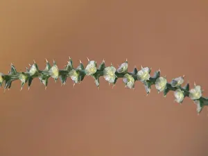 Spiny Prints: Branch of prickly Russian thistle with flowers. Salsola kali ssp. Tragus