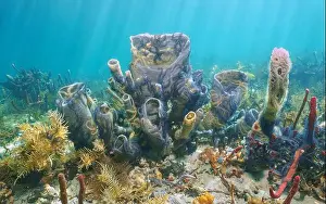 Ocean Floor Prints: Branching vase sponge with brittle star underwater life in the Caribbean sea