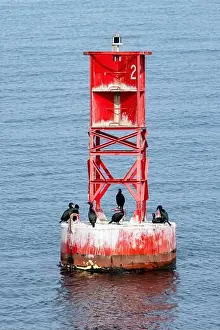 Cormorant Prints: Brandt's cormorants (Urile penicillatus) on buoy - near Port Angeles, Washington, USA