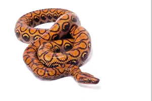 Constrictor Prints: Brazilian rainbow boa, Epicrates cenchria cenchria