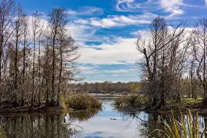 Alligator Prints: Brazos Bend State Park, Texas, in a beautiful sunny morning