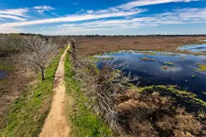 Alligator Prints: Brazos Bend State Park, Texas, in a beautiful sunny morning