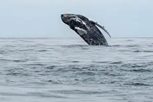 Whale Watching Prints: Breaching humpbacked whale in the Bay of Fundy Nova Scotia
