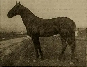 Breeder and sportsman. Horses. THE BREEDER AND SPORTSMAN [Saturday