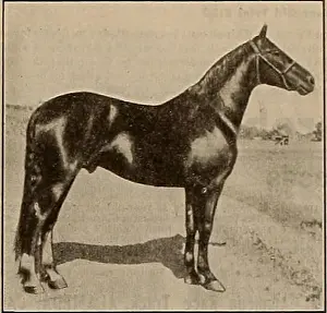 Bookyear1882 Prints: Breeder and sportsman. Horses. Iran Alto Reg