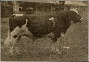 Bookyear1882 Prints: Breeder and sportsman. Horses. May