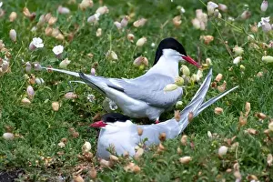 Arctic Tern Prints: Breeding Couple Of Seabird Species Arctic Tern (Sterna Paradisaea)