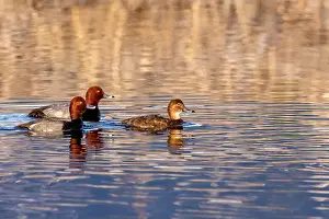 Chuck Haney Prints: Breeding pairs of redhead ducks at Ninepipe National Wildlife Refuge in the Mission Valley