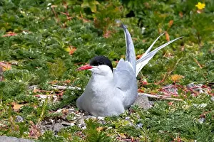 Arctic Tern Prints: Breeding Seabird Species Arctic Tern (Sterna Paradisaea)