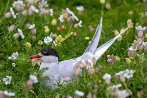 Arctic Tern Prints: Breeding Seabird Species Arctic Tern (Sterna Paradisaea)