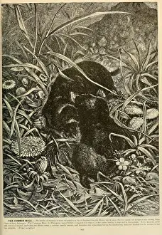 Mammals Prints: Brehm's Life of Animals, Volume 1