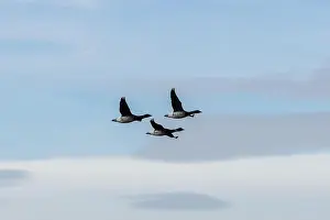 Geese In Flight Prints: Brent Geese in flight over Bull Island