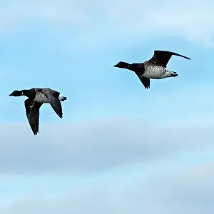 Geese In Flight Prints: Brent Geese in flight over Bull Island