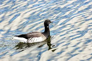 Coastal Photography Prints: A Brent Goose grazes on the shoreline