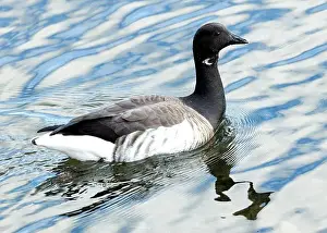 Coastal Photography Prints: A Brent Goose grazes on the shoreline