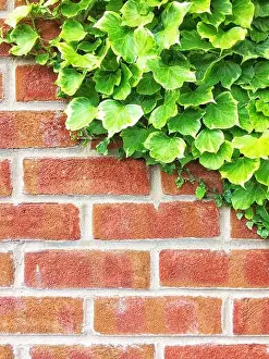 Crawl Prints: A brick wall with lush green ivy climbing up leaving copy space