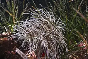 Light Coloured Prints: Bright anemone, wax rose (Anemonia sulcata)