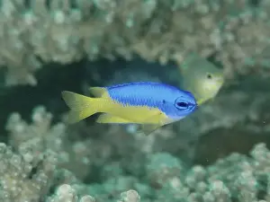 Pomacentridae Prints: A bright blue fish with a yellow rear part