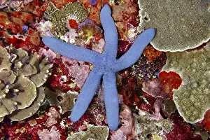Colourfully Prints: Bright blue starfish (blue Linckia laevigata) on a colourful coral reef