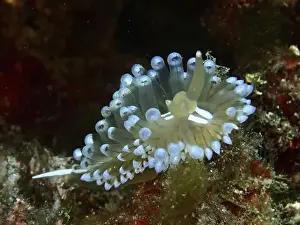 Conchifera Prints: Bright blue Striped Thick-billed Slug (Janolus cristatus) with outstretched tentacles in the sea