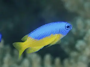 Placid Prints: A bright blue and yellow fish, Neon Demoiselle (Pomacentrus coelestis)