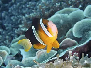 Percomorphaceae Prints: A bright Clark's anemonefish (Amphiprion clarkii) swimming over a coral reef