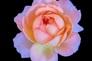 Isolated On Black Prints: Bright color fine art still lifel macro flower image of a single isolated orange pink rose blossom