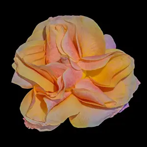 Still Life Flower Prints: Bright color still life floral macro flower portrait of a single isolated yellow red orange flowering blooming rose