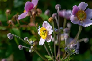 Autumn Anemone Prints: Bright color outdoor floral image of a blooming white light pink autumn anemone