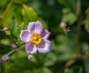 Autumn Anemone Prints: Bright color outdoor floral image of a blooming white pink autumn anemone blossom