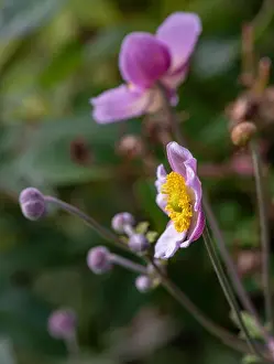 Autumn Anemone Prints: Bright color outdoor floral image of a single isolated blooming intense pink autumn anemone with buds seen