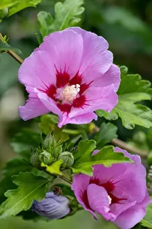 Pedicel Prints: Bright color outdoor natural floral close up of pink purple hibiscus blossom on a green bush