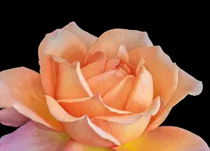 Bright colored fine art still life floral macro flower image of a single isolated orange flowering blooming rose