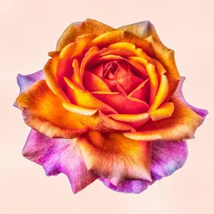 Pink Background Prints: Bright colored fine art still life floral macro flower image of a single isolated orange pink flowering blooming rose