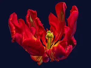 Tulpia Prints: Bright colorful macro photography of the inner of a single isolated wide open parrot tulip blossom in pop-art colors