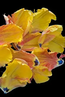 Parrot Tulip Prints: Bright colorful macro photography of a set of petals of a yellow red parrot tulip blossom on black background