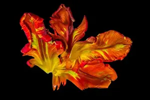 Tulpia Prints: Bright colorful macro photography of a set of yellow red parrot tulip blossom petals in pop-art colors on black