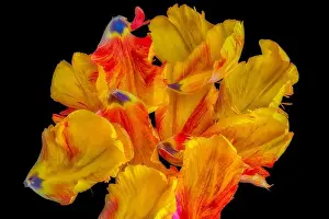 Parrot Tulip Prints: Bright colorful neon pop-art macro of a set of single petals of a yellow red parrot tulip blossom on black background