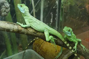 Reptilian Prints: two bright green lizards with striped tails on the rocks of the u terariums
