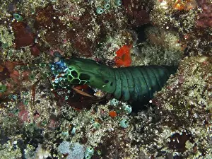 Sea Animal Prints: Bright green mantis shrimp, clown mantis shrimp (Odontodactylus scyllarus)