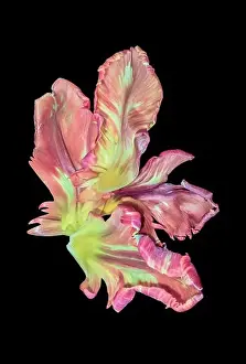 Tulpia Prints: Bright macro photography of a set of yellow pink parrot tulip blossom petals in pastel colors on black background