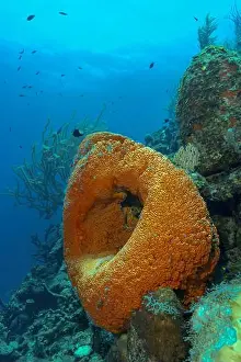 Seafloor Prints: A bright orange barrel sponge dominates the foreground of this underwater scene off Bonaire
