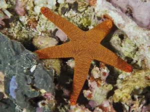 Starfishes Prints: Bright orange-coloured Indian starfish (Fromia indica) with a striking pattern on a coral reef