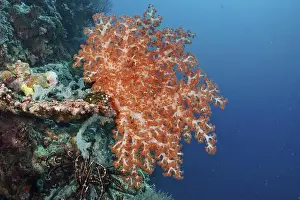 Outdoor Shots Prints: Bright orange coral, Klunzinger's tree coral (Dendronephthya klunzingeri)