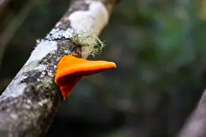 Fungi Prints: A bright orange fungi on a tree at Lane Cove National Park